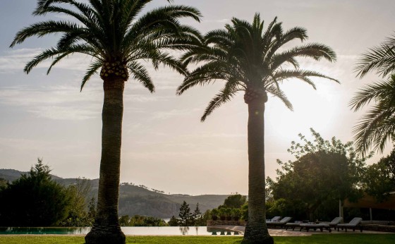 CasalaVista_palm trees