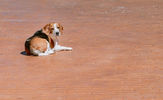 IbizaRealestatephotographerTamas-7463